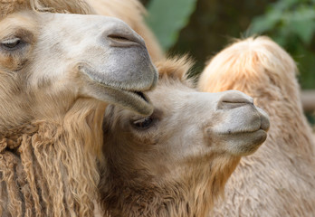 happy camels