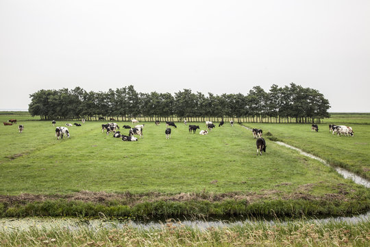 Herd of cows grazing on fields surrounded by water ditch