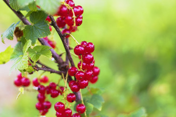 Red currant berries hanging on the bush in the garden