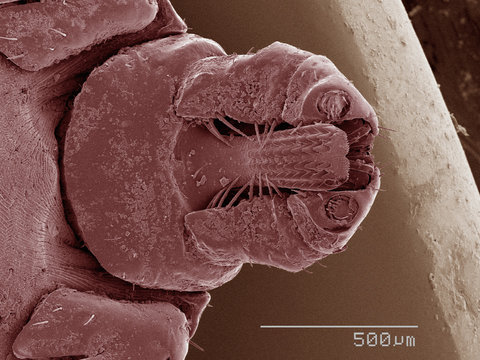 Coloured SEM of tick's mouthparts
