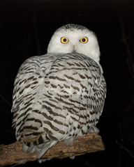 Snowy owl
