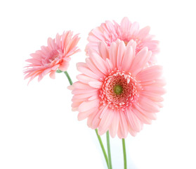 Bouquet of pink gerberas, isolated on white