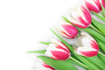 Bouquet of variegated tulips, isolated on white