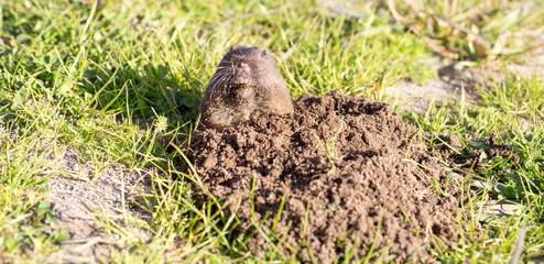 Botta's Pocket Gopher (Thomomys bottae) peeking from the burrow. San Francisco Bay Area,...