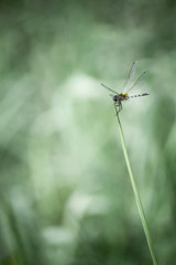 Dragonfly on Tip of Grass