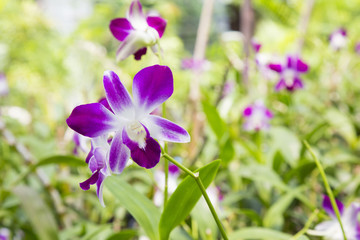 Orchid in the farm blooming.
