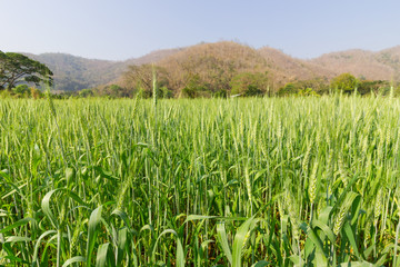 green wheat field
