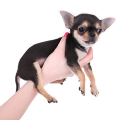 Female hand holding a small chihuahua puppy on the white background