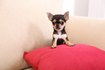 Small chihuahua puppy on the red pillow