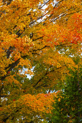 abstract view of colorful fall foliage