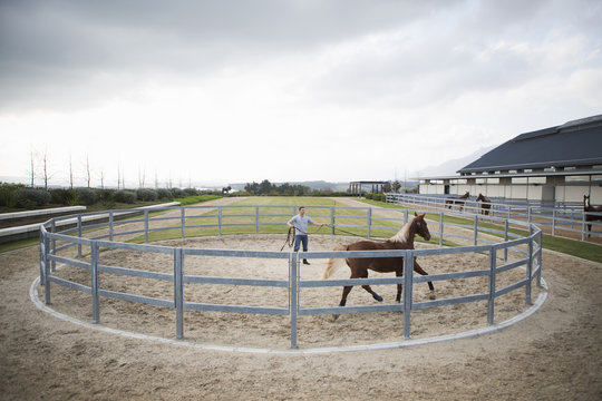Male stablehand training palomino horse around paddock ring