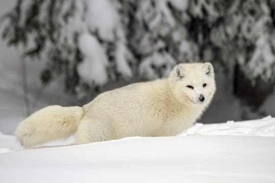 Arctic Wolf (Canis lupus arctos), also called snow wolf or white wolf, a subspecies of the gray wolf, Lapland, Sweden