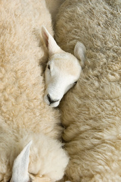 Overhead view of lambs head between two sheep