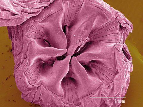 Coloured SEM of American cockroach gut