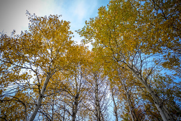 abstract view of colorful fall foliage