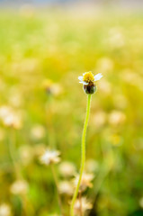 Grass background with warm tone, blurry and soft