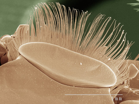 Coloured SEM Of Whirligig Beetle Labrum