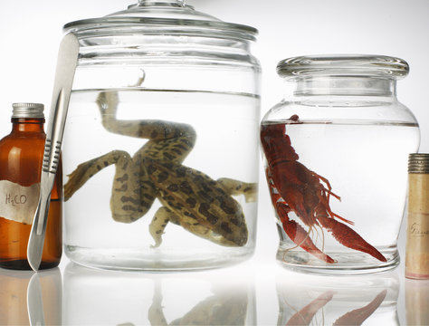 Still life with preserved toad and shrimp in jars