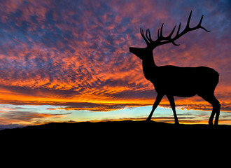 Silhouette of Red Deer Elk at Sunset