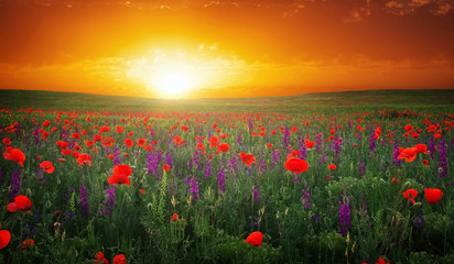 Fototapeta na wymiar Beautiful landscape with nice sunset over poppy field. Compositi