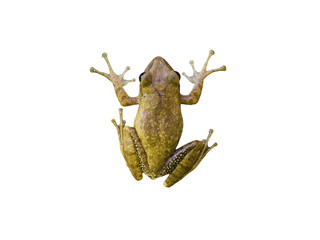 frog isolate and white backgrounds 