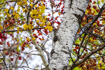 artistic fall view of trunks of birch trees in autumn