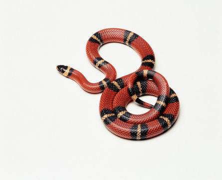Pueblan Milk Snake (Lampropeltis trangulum campbelli), studio shot