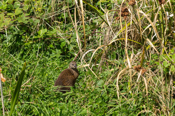 Weka, a flightless bird species in New Zealand