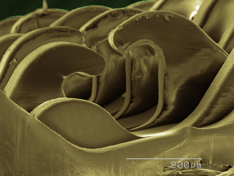 Coloured SEM of hook and loop fastener