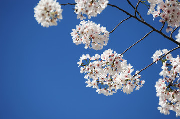 white cherry blossom in spring in sunny day