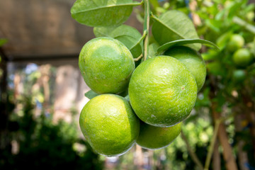 Bunch of green lemon on tree in a garden