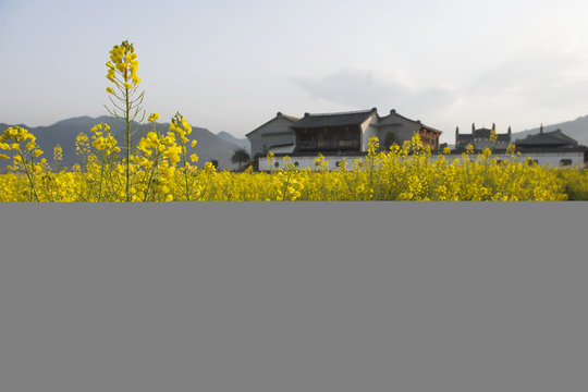 Field of blooming oil seed rape plants and farmhouse, Luoping,Yunnan, China