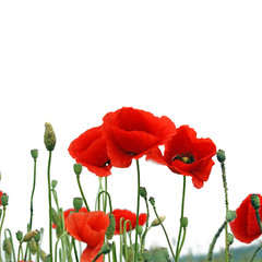 Obraz premium Pole czerwonych maków w lecie