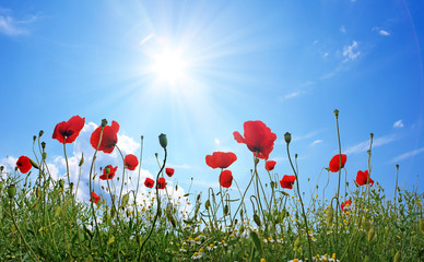 Feld mit roten Mohnblumen im Sommer © Thaut Images