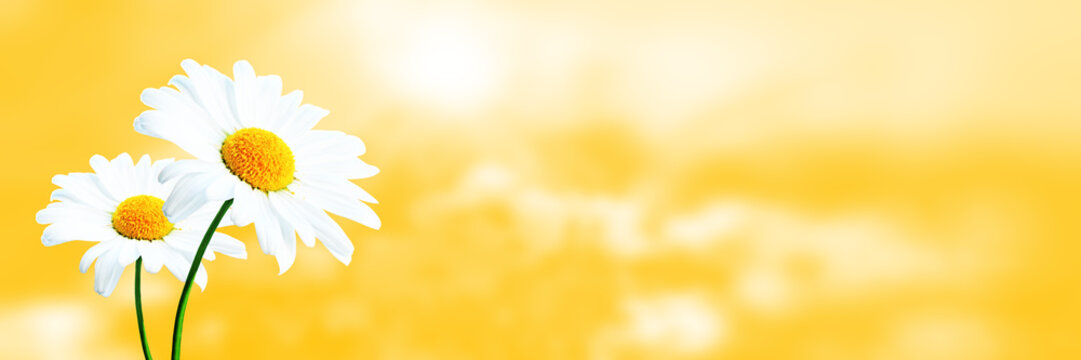 Fototapeta Schöne Kamillen