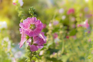 Beautiful Pink hollyhock blossoms in the garden, Althaea rosea
