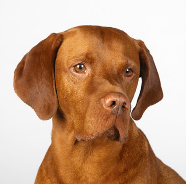 Close up of Hungarian Vizsla
