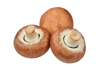 Champignon (True mushroom)