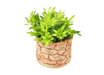 Succulent plant in pot