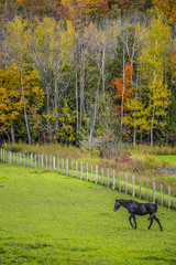 Obraz na płótnie Canvas Horse Paddock View in Beautiful Fall Landscape