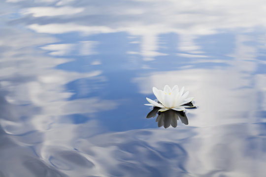 Nymphaea tetragona water lily on lake