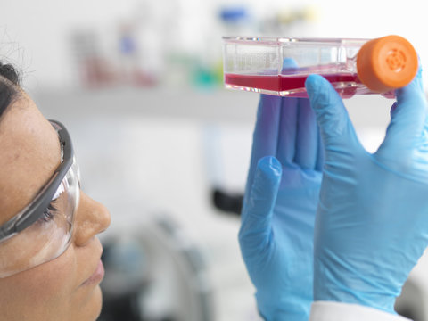Close up of female cell biologist holding a flask containing stem cells, cultivated in red growth medium, to investigate disease