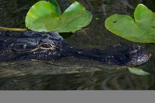 American alligator.