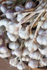 Fresh garlic