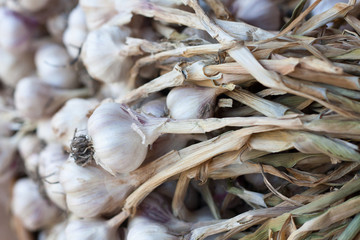 Fresh garlic