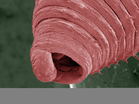 Coloured SEM of earthworm