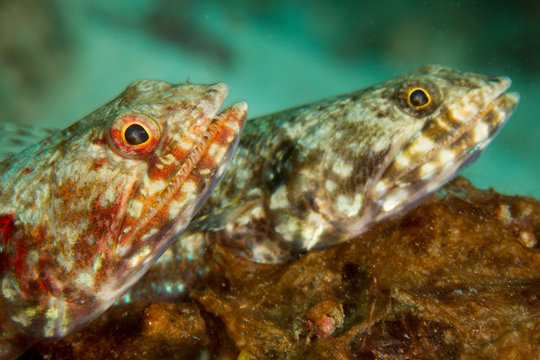 Pair of Reef lizardfish.
