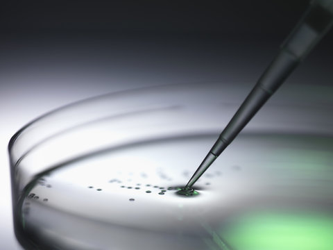 Pipetting samples into petri dish used in dna, stem cell, biomedical, biotechnology and pharma research