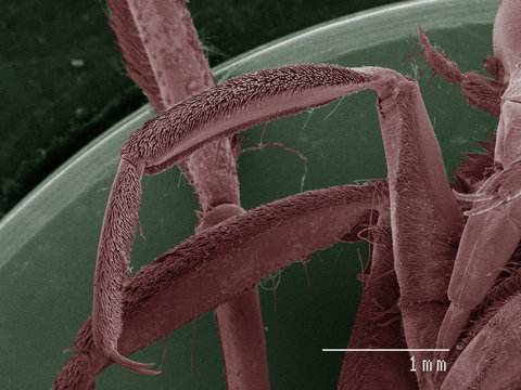 Coloured SEM of backswimmer (Notonectidae) leg