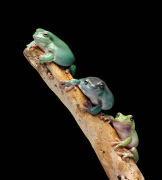 Three tree frogs on a branch